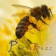 Icon of program: PhotoBuzz for iPad - Publ…