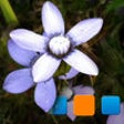 Icon of program: Explorer for Picasa
