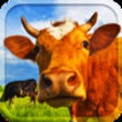 Icon of program: Animal sounds : Moo box